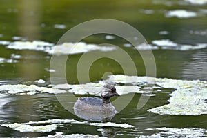 Zambullidor plateado Podiceps occipitalis photo