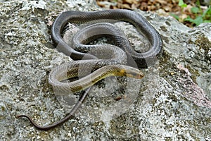 Zamenis longissimus close-up of a snake on habitat