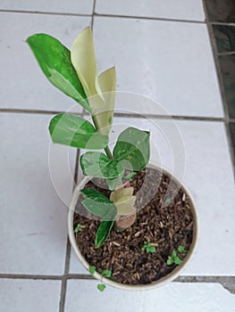 Zamia culcas variegated beautiful plants photo