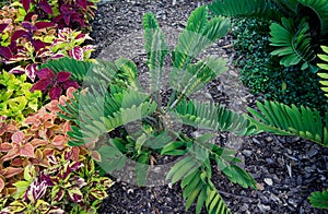 Zamia furfuracea or cardboard cycad