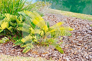 Zamia furfuracea or cardboard cycad fruit