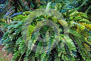 Zamia Furfuracea or cardboard cycad photo