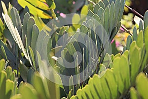 Zamia furfuracea green leaves closeup wallpaper photo