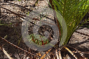 Zamia plant with fruit