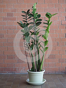 zamia sc. name Zamia furfuracea plant photo