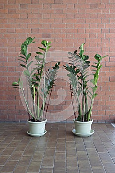 zamia sc. name Zamia furfuracea plant photo