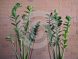 Zamia sc. name Zamia furfuracea plant