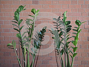 Zamia sc. name Zamia furfuracea plant