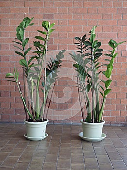 zamia sc. name Zamia furfuracea plant