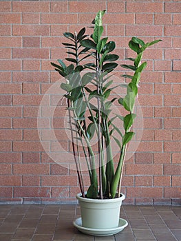 zamia sc. name Zamia furfuracea plant