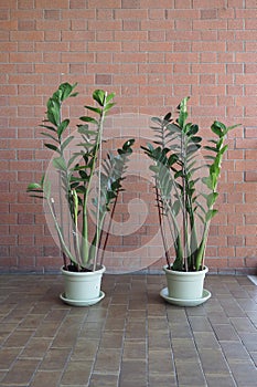 zamia sc. name Zamia furfuracea plant