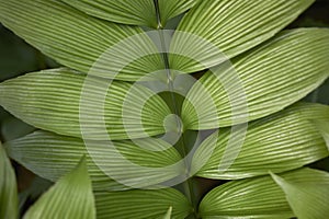 Zamia skinneri fresh leaves