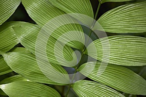 Zamia skinneri fresh leaves