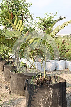 Zamia tree plant on nursery