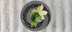 Zamia variegata ornamental plant with beautiful colors