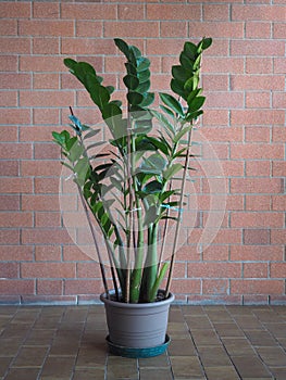 Zamia Zamia furfuracea plant