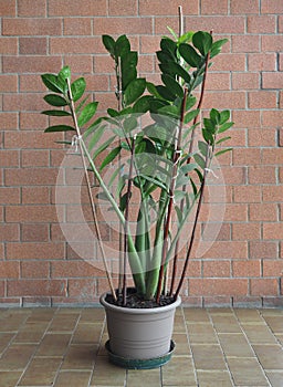 zamia (Zamia furfuracea) plant