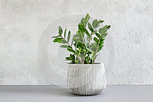 Zamiifolia in a gray ceramic pot