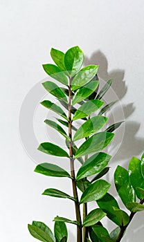 Zamioculcas branch in flowerpot on gray