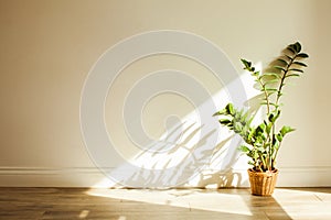 Zamioculcas bush plant in the interiour living room