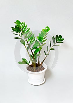 Zamioculcas in flowerpot on gray