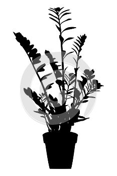 Zamioculcas in flowerpot . houseplant . black silhouette