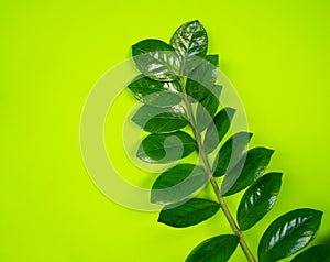 Zamioculcas home flower of green color. lime background photo