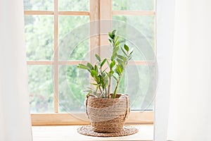 Zamioculcas home plant in straw pot stands on a windowsill. Home plants on the windowsill. concept of home gardening. Zamioculcas