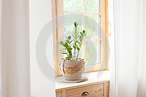 Zamioculcas home plant in straw pot stands on windowsill. Home plants on the windowsill. concept of home gardening. Zamioculcas in