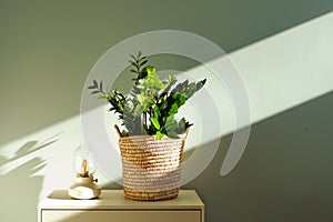 zamioculcas home plant with sunlight. Zamioculcas- Zanzibar gem, Zuzu plant at sunny apartment room