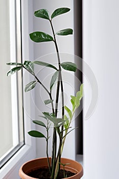 Zamioculcas home plant on the windowsill. Home flower with green leaves on a window. Zamiifolia