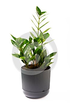 Zamioculcas isolated on white background.Gardening concept.