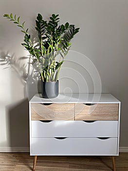 Zamioculcas plant in ceramic pot on dresser in home or office