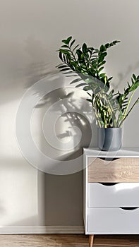 Zamioculcas plant in ceramic pot on dresser in home or office