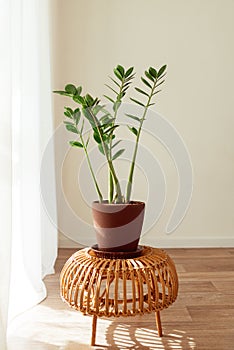 Zamioculcas stands in a pot on a wicker chair in a bright room in the sun