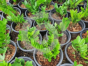 Zamioculcas zamifolia succulent plants have underground rhizomes. Succulent stems pierce leaves above the soil.