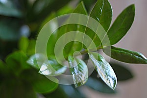 Zamioculcas zamiifolia 2638 c