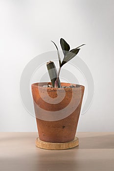 Zamioculcas zamiifolia