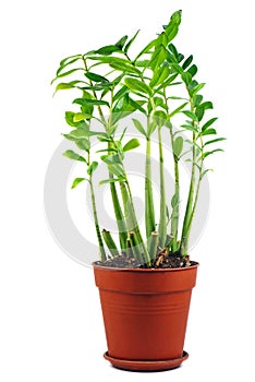 Zamioculcas zamiifolia in brown pot isolated on a white
