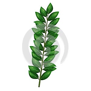 Zamioculcas or zamiifolia, dollar tree