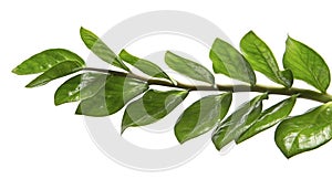 Zamioculcas zamiifolia or Emerald Palm leaves, Fresh glossy foliage isolated on white background