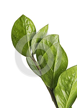 Zamioculcas zamiifolia or Emerald Palm leaves, Fresh glossy foliage isolated on white background