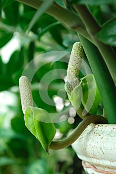 Zamioculcas zamiifolia flower