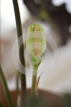 Zamioculcas zamiifolia flower