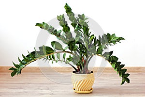 Zamioculcas zamiifolia - green house plant