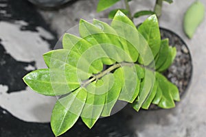 Zamioculcas zamiifolia green leaf