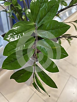 Zamioculcas zamiifolia green leaf image