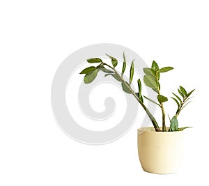 Zamioculcas Zamiifolia green plant isolated on white background