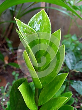 Zamioculcas zamiifolia is the Latin name for this plant which grows in tropical climates and originates from East Africa