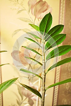 Zamioculcas zamiifolia leaves, zunzibar gem or emerald palm plant Thai kwak morakot sacred tree